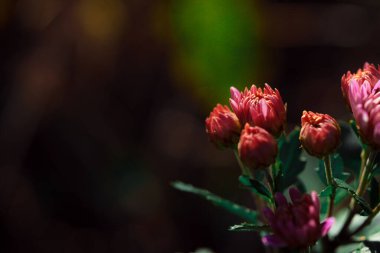 Koyu arkaplanda çiçek açan güzel kasımpatı çiçeklerinin yakın plan çekimi.