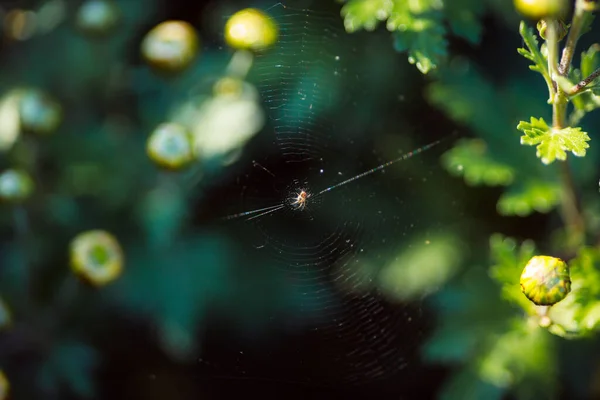 Close Shot Beautiful Small Spider Web Natural Background — Stock Photo, Image