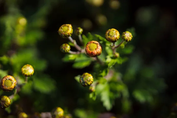 Doğal arka plan için güzel çiçek tomurcuklarının yakın plan çekimleri.
