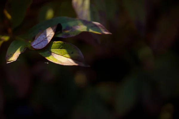 Gros Plan Belles Feuilles Pivoine Pour Fond Naturel — Photo