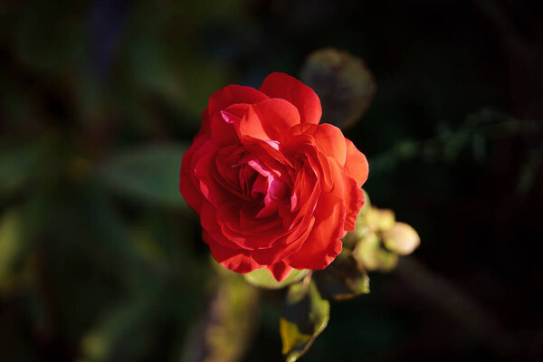 Close-up shot of beautiful blooming red rose on natural background