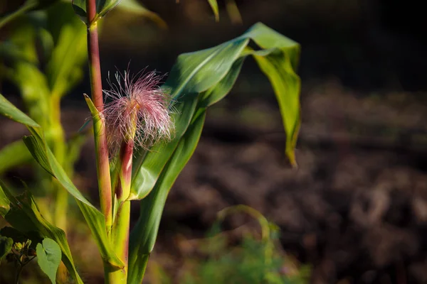 Крупный План Красивой Кукурузы Растущей Саду Естественном Фоне — стоковое фото