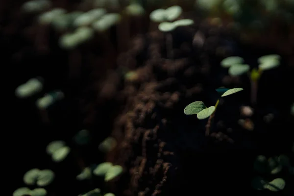 Doğal arka plan için güzel yeşil lahanaların yakın plan çekimi.