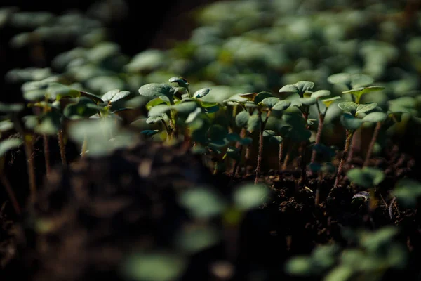 Primer Plano Brotes Verdes Hermosos Para Fondo Natural — Foto de Stock