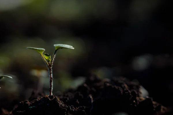 자연적 배경을 아름다운 — 스톡 사진