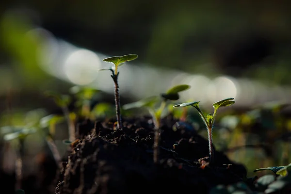 Close Shot Van Mooie Groene Spruiten Voor Natuurlijke Achtergrond — Stockfoto