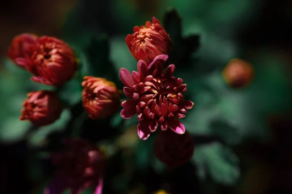 Close Shot Beautiful Blossoming Chrysanthemum Flowers Dark Background — Stock Photo, Image