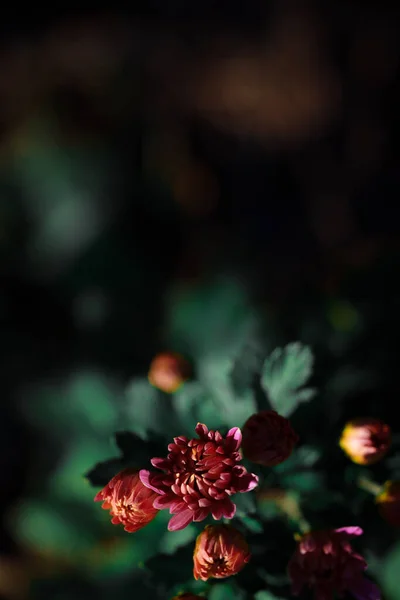 Close Shot Beautiful Blossoming Chrysanthemum Flowers Dark Background — Stock Photo, Image