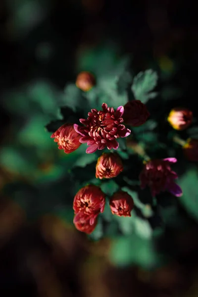 Nahaufnahme Schöner Blühender Chrysanthemenblüten Auf Dunklem Hintergrund — Stockfoto