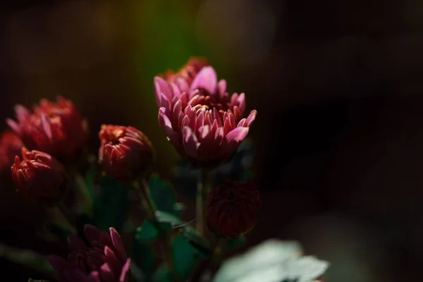 Közeli Kép Gyönyörű Virágzó Krizantém Virágok Sötét Háttér — Stock Fotó
