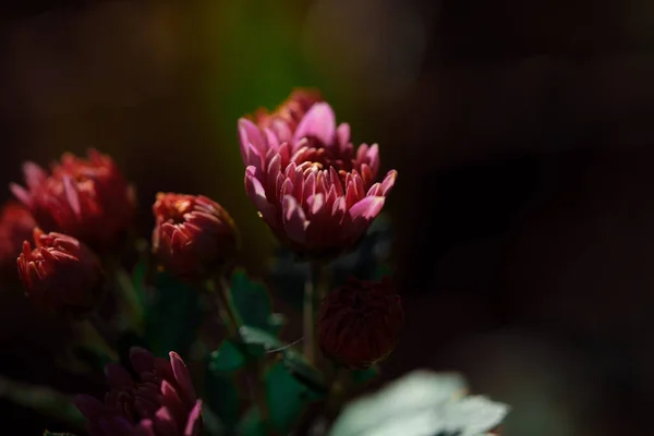 Primer Plano Hermosas Flores Crisantemo Flor Sobre Fondo Oscuro — Foto de Stock