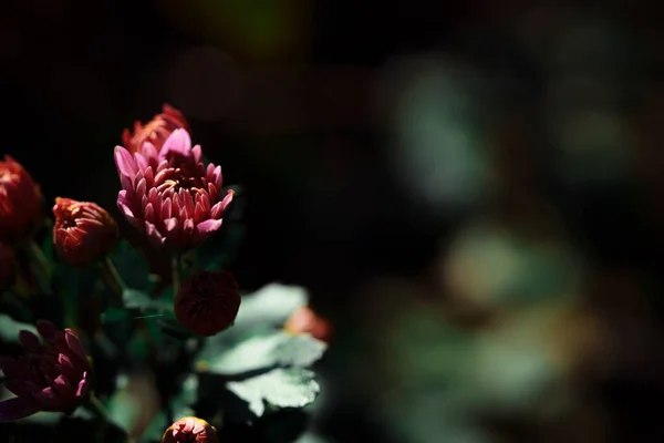 Primer Plano Hermosas Flores Crisantemo Flor Sobre Fondo Oscuro — Foto de Stock