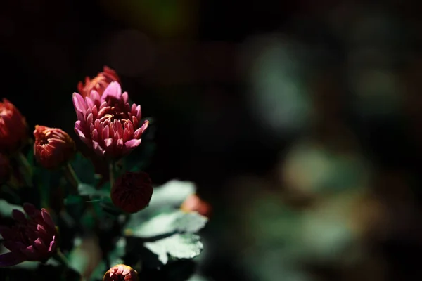 Close Shot Beautiful Blossoming Chrysanthemum Flowers Dark Background — Stock Photo, Image