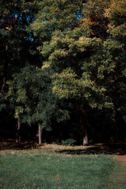 Sonbaharda güzel, dramatik bir ormanın manzarası.