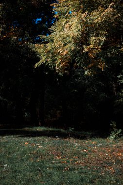 Sonbaharda güzel, dramatik bir ormanın manzarası.