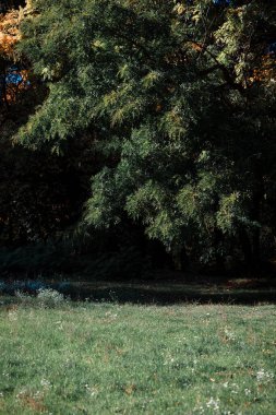 Sonbaharda güzel, dramatik bir ormanın manzarası.