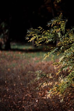 Güzel dramatik ormanın manzaralı görüntüsü.