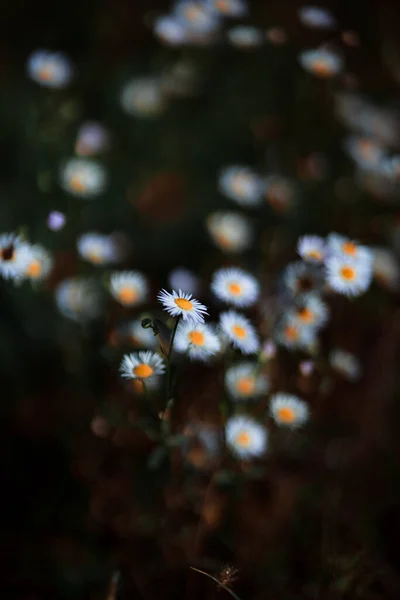 Tiro Perto Belas Flores Margarida Prado — Fotografia de Stock