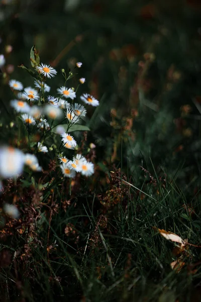 Primer Plano Hermosas Flores Margarita Prado — Foto de Stock