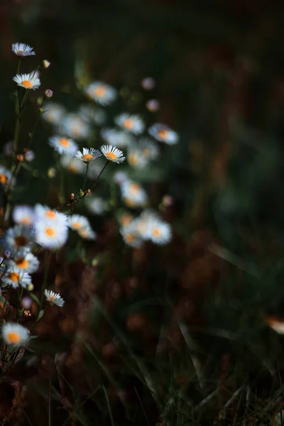 Primer Plano Hermosas Flores Margarita Prado — Foto de Stock