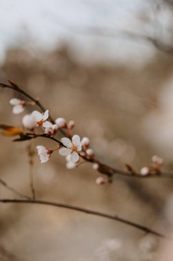 Bahar çiçekli ağaçların detaylı görüntüsü 