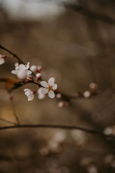 Detailed View Spring Blooming Trees — Stock Photo, Image