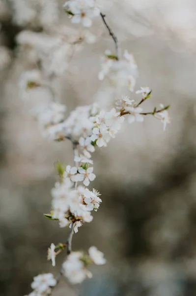 Detaillierte Ansicht Der Frühling Blühenden Bäume — Stockfoto