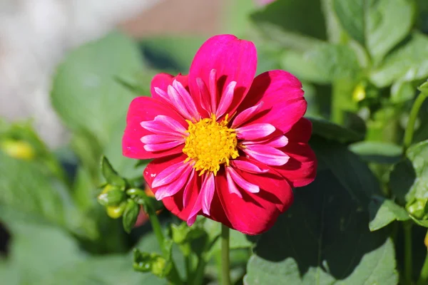 Summer flower — Stock Photo, Image