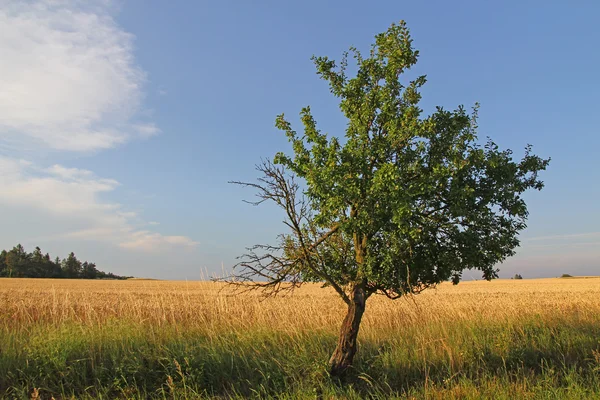 Strom na poli pšenice při západu slunce — Stock fotografie
