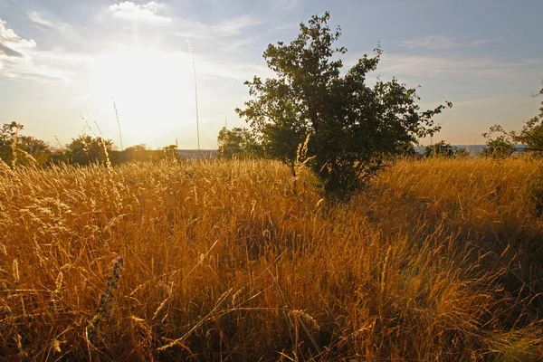 Bush au milieu d'une prairie — Photo