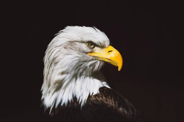 Bald eagle, close up of head. Haliaeetus leucocephalus. Bird of prey found in North America. Sea eagle on black background