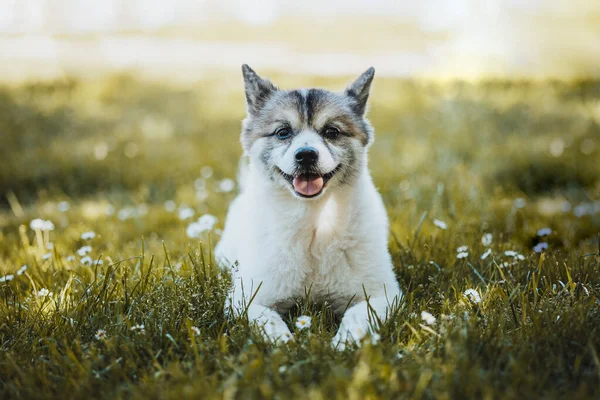 Собака Лежит Траве Симпатичная Немецкая Собачка Шпиц — стоковое фото