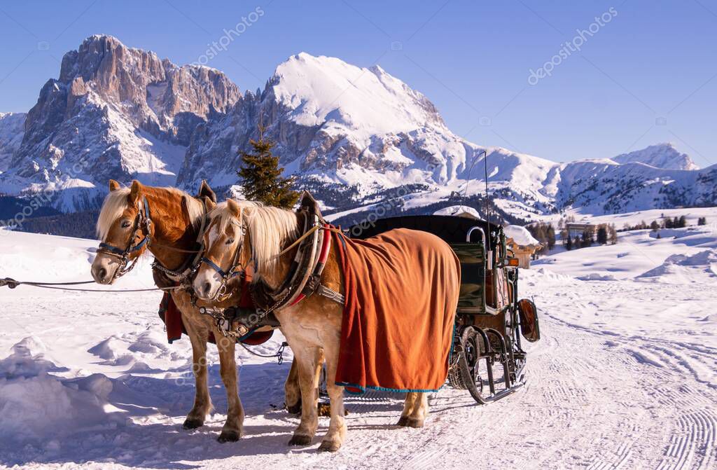 Horses  standing in the snow taking a break after pulling a carriage; in background mountain range of Langkofel Plattkofel at Alpe di siusi  Seiser Alm, South Tyrol  Italy) on cold winter day