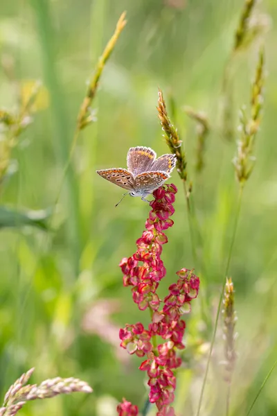 Macro Una Mariposa Azul Común Polyommatus Icarus Sobre Acedera Rumex —  Fotos de Stock