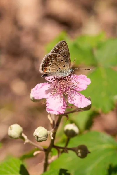 Close Uma Borboleta Azul Comum Fêmea Polyommatus Icarus Uma Flor — Fotografia de Stock