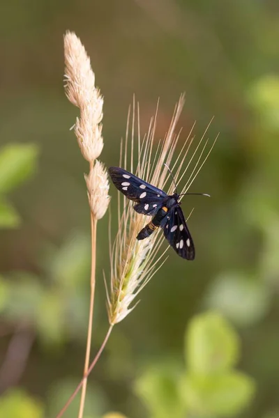 イタリア プーリア州ガルガーノ国立公園のマッタニータで見られる9ヶ所の蛾または黄色のベルト付きバネ蝶 アマタ フェギア の閉鎖 生物多様性は生態系を救う — ストック写真