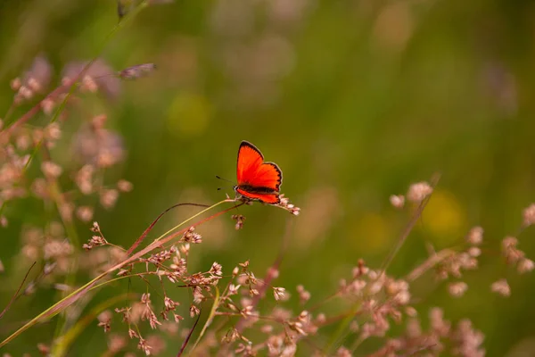 オスの希少銅蝶 Lycaena Virgaureeae のデイジー の花の山の牧草地で化石 自然公園Texelgrouppe シュナルス スティロール 生物多様性は生態系の概念を救う — ストック写真