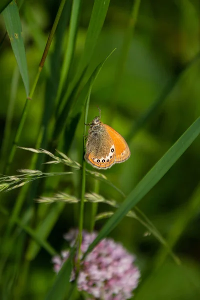 高山病蝶 Coenonypha Gardetta 化石の山の牧草地の草の刃に 自然公園Texelgrouppe Schnals Stilol 生物多様性は生態系の概念を救う — ストック写真