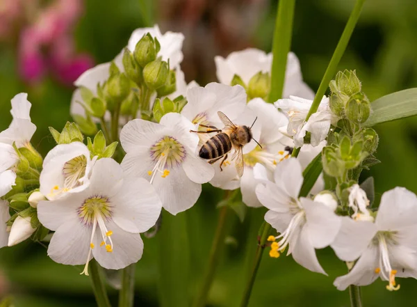 Μακροεντολή Μέλισσας Apis Mellifera Λευκή Σκάλα Του Ιακώβ Polemonium Caeruleum — Φωτογραφία Αρχείου