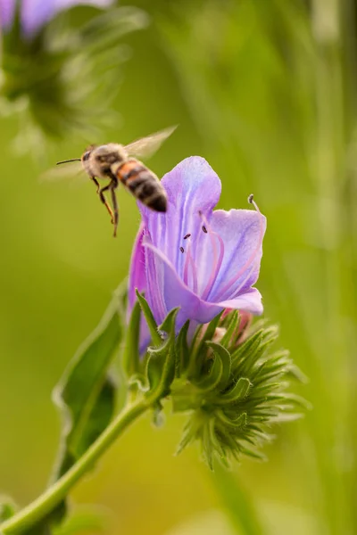 Macro Egy Méh Apis Mellifera Gyűjtése Pollen Egy Paterson Átok — Stock Fotó