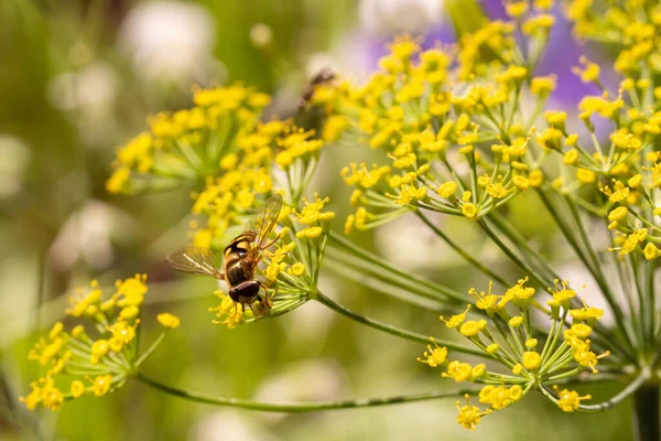 Homályos Bokeh Hátterű Kaporvirág Anethum Graveolens Légylégy Syrphidae Közelsége — Stock Fotó