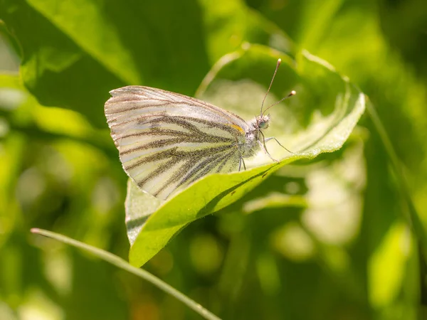 イタリア 南チロル州の国立公園Texelgruppeの山の牧草地にある葉の上に座っている山の緑のつる性の白い蝶 Pieris Bryoniae のクローズアップ — ストック写真