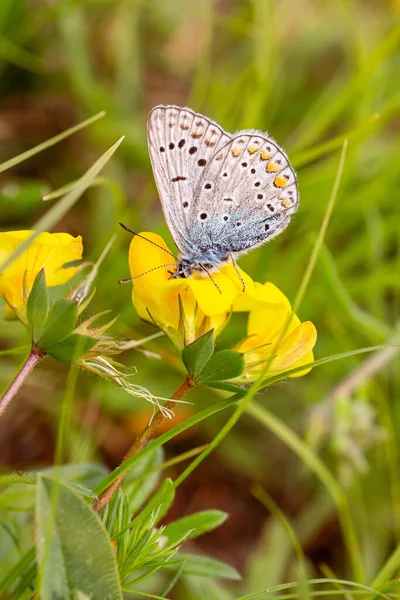 Обыкновенная Синяя Polyommatus Icarus Бабочка Цветке Лотоса Концепция Защиты Окружающей — стоковое фото