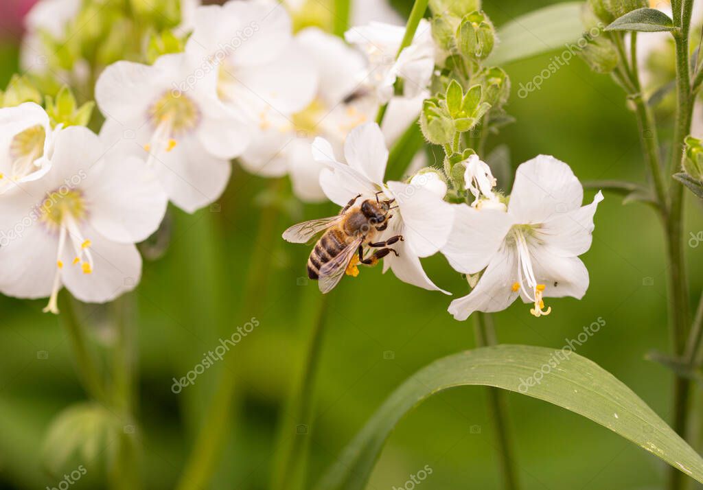 Macro of a honey bee (apis mellifera) on a white Jacob's-ladder (polemonium caeruleum) blossom with blurred bokeh background; pesticide free environmental protection biodiversity concept