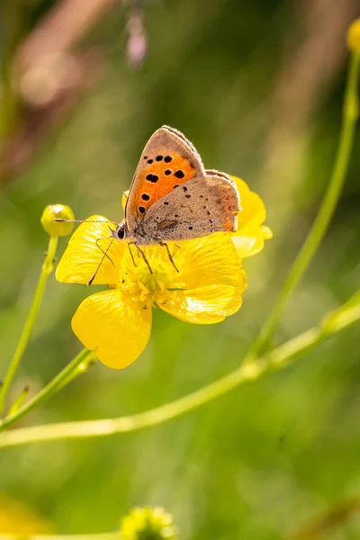 牧草地に咲く小さな銅 ライケナの葉 蝶のマクロ背景がぼんやりとした蝶 ランヌクルアクリス 農薬フリー環境保護生物多様性の概念 — ストック写真