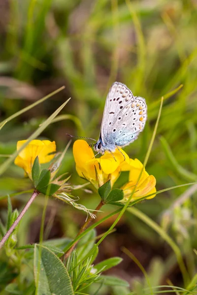 鳥足のトレフォイル 蓮の花 の一般的な青 Polyommatus Icarus 農薬フリー環境保護の概念 — ストック写真