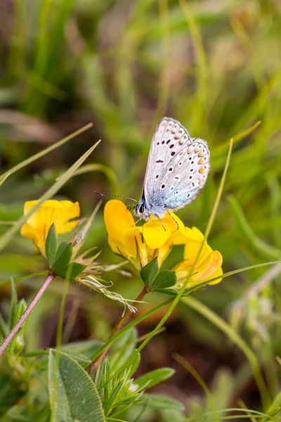 Kuş ayağı folyosunda (lotus corniculatus) yaygın mavi (polyommatus icarus) kelebek; böcek ilacı içermeyen çevre koruma kavramı;