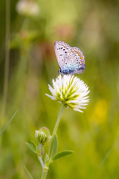 Başlık: Beyaz yonca üzerindeki yaygın mavi (polyommatus icarus) kelebek (trifolium revers) çiçek; böcek ilacı içermeyen çevre koruma kavramı;