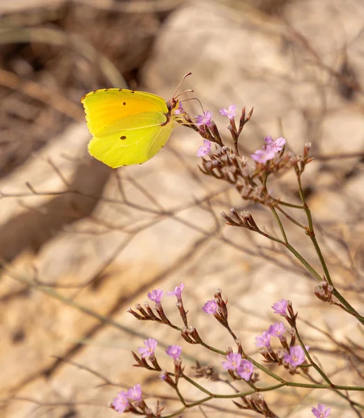 Close Cleopatra Butterfly Gonepteryx Cleopatra Italica Gargano National Park Apulia — Stock Photo, Image