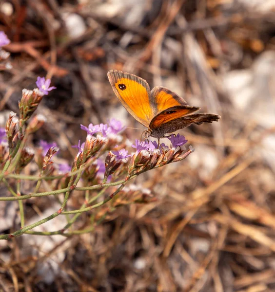背景がぼやけている雌の南門守 ピロニアセシリア 蝶のマクロ 農薬フリー環境保護コンセプト — ストック写真